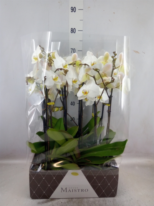 <h4>Phalaenopsis   ...white</h4>