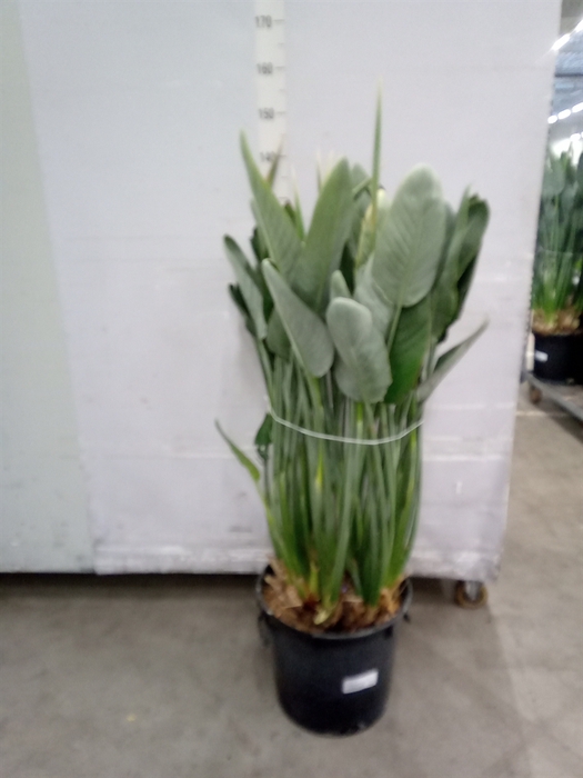 <h4>Strelitzia reg.</h4>