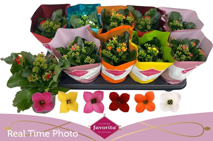 <h4>KAL EN GEM 6 KL</h4>