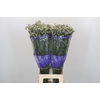 Limonium White Diamond