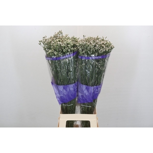 Limonium White Diamond