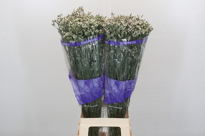 <h4>Limonium White Diamond</h4>