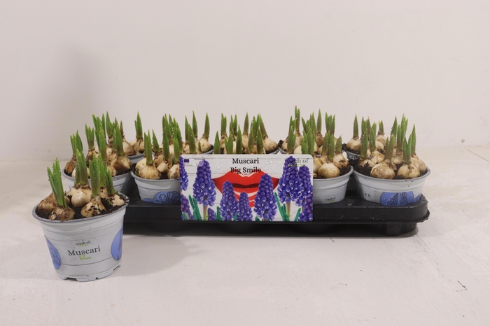 <h4>MUSCAR BIG SMILE</h4>