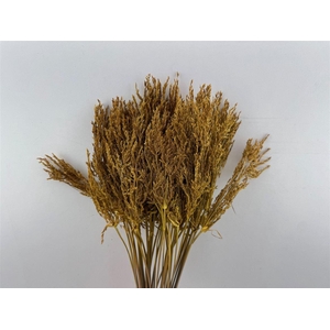 Dried Umbr. Plant Yellow Bunch