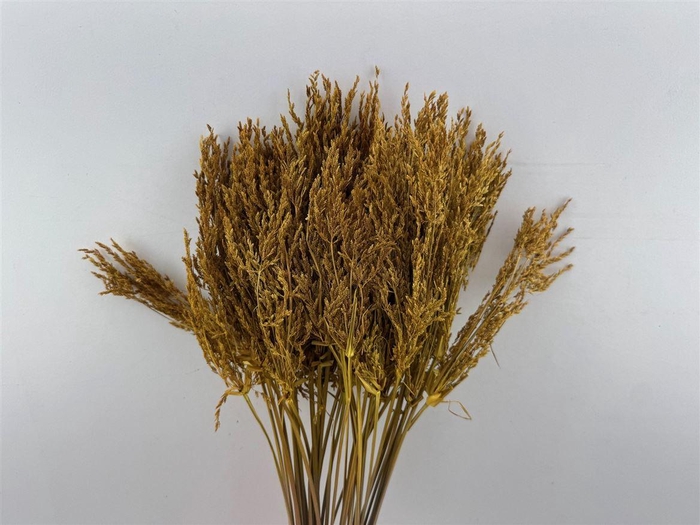 <h4>Dried Umbr. Plant Yellow Bunch</h4>