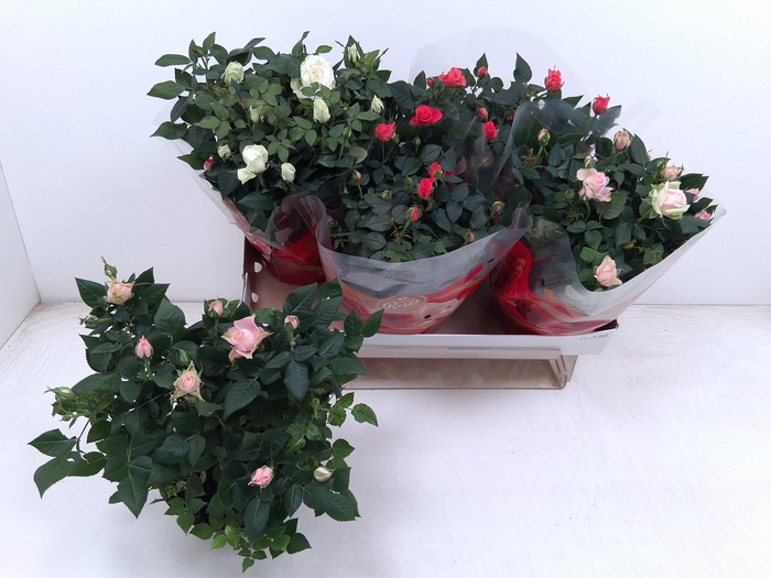 arr8 Ro Fav Ro Gem 3 Srt