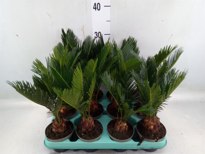 <h4>Cycas revoluta</h4>