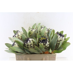 Protea M Sno Leopard