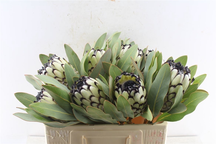<h4>Protea M Sno Leopard</h4>