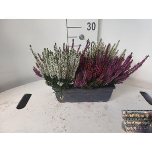 CALLU BL  QUATTRO G