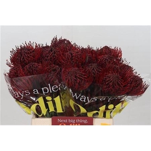 Leuco Painted Bordeaux