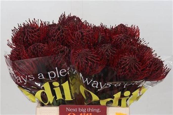 <h4>Leuco Painted Bordeaux</h4>