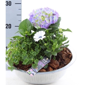 ARR TUINPLANTEN