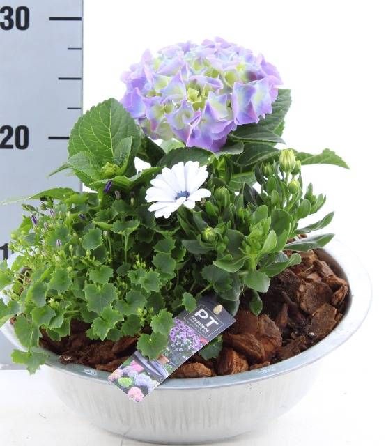 <h4>ARR TUINPLANTEN</h4>