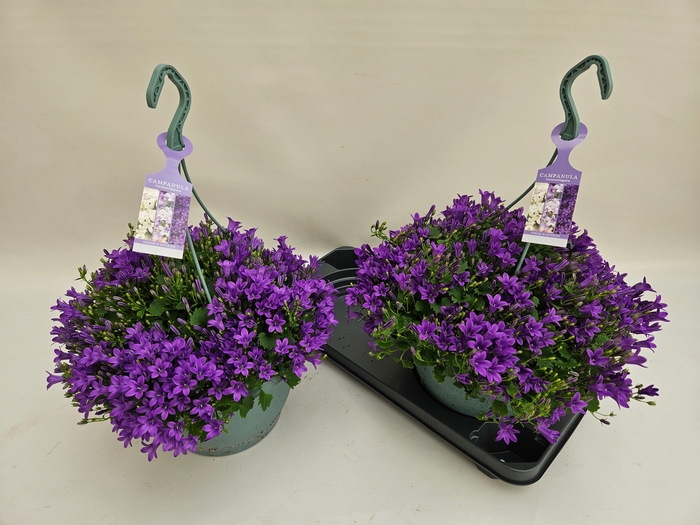 <h4>CAMP PORTENSCHLAGIAN</h4>