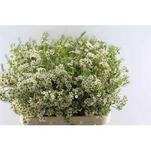 Chamelaucium Ofir White