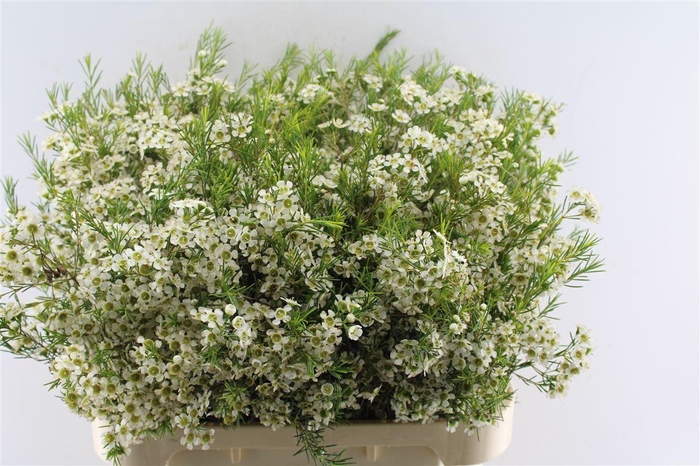 <h4>Chamelaucium Ofir White</h4>