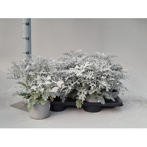 JACOBAEA MARITIMA