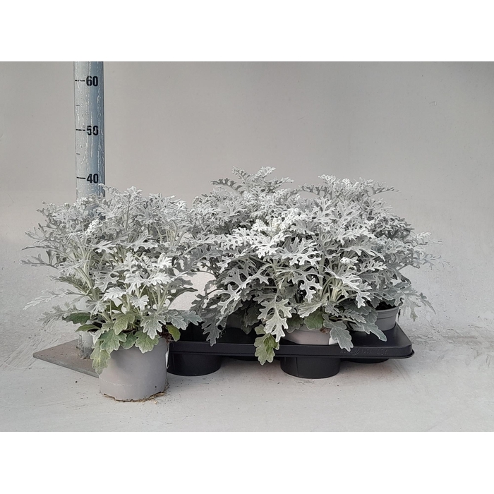 <h4>JACOBAEA MARITIMA</h4>
