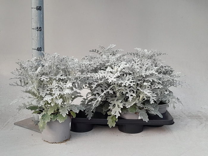 JACOBAEA MARITIMA
