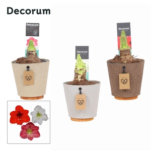 Amaryllis Mix 2 Knop in Ompot Charta ( Decorum)