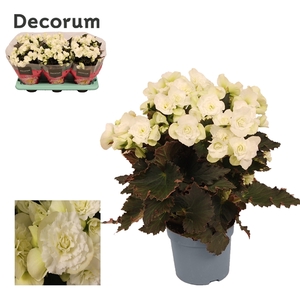 Begonia Joy White 13 cm Decorum