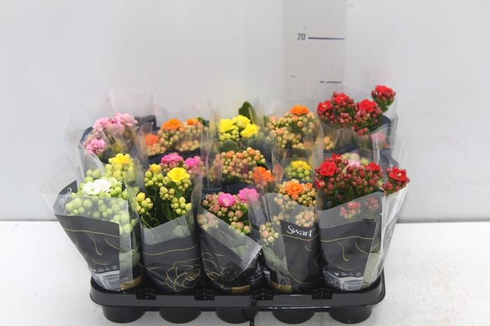 <h4>KAL. DOBRADO MINI P06</h4>