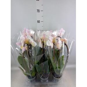 Phalaenopsis  'Elegant Cascade'