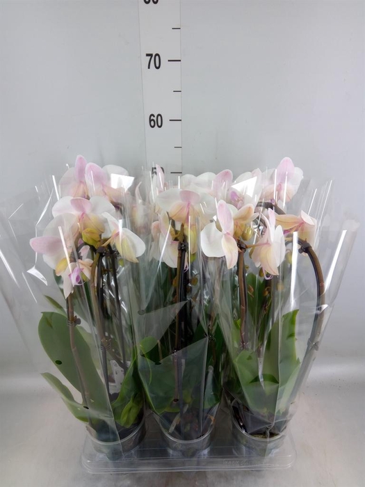 <h4>Phalaenopsis  'Elegant Cascade'</h4>