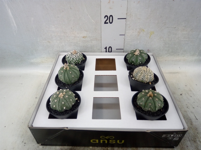 <h4>Cactus   ...</h4>