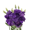 LISIANTHUS FLOR ROXO