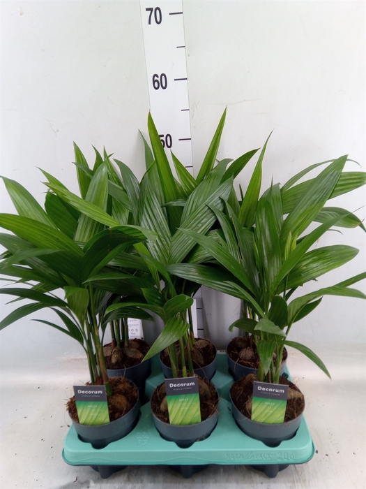 <h4>Areca catechu</h4>