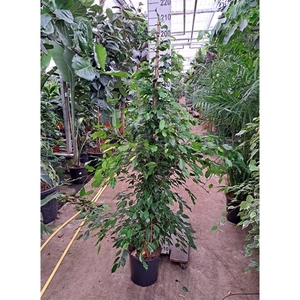 Ficus exotica piramide 210