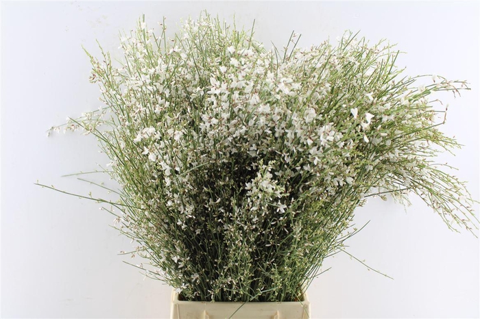 <h4>Ginster White 200 Gram</h4>