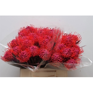 LEUCOSPERMUM  'NAOMI' COLORED