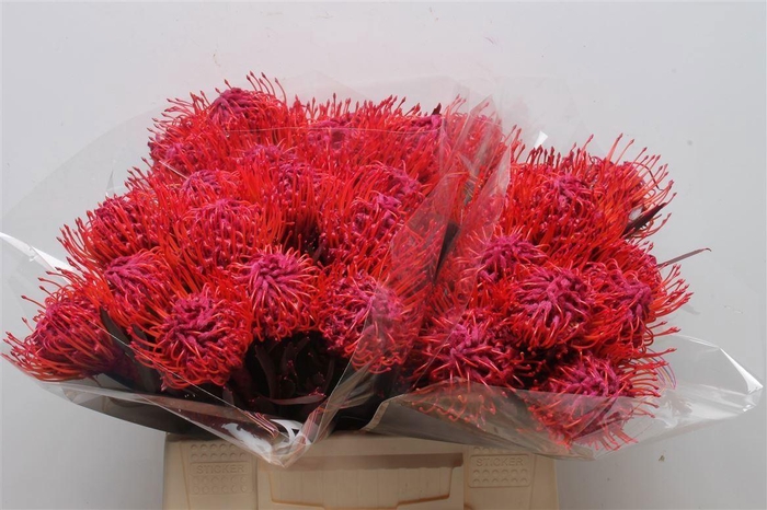 <h4>LEUCOSPERMUM  'NAOMI' COLORED</h4>