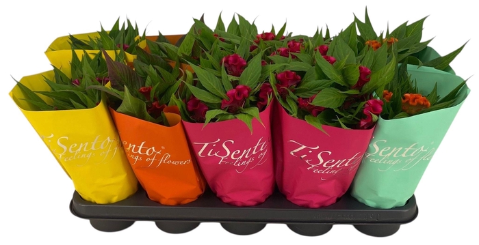 <h4>CEL CR TWISTED</h4>