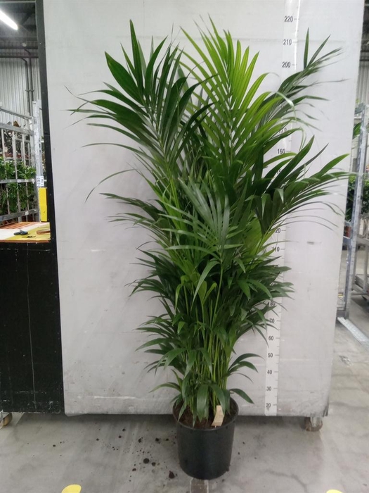 <h4>Howea forsteriana</h4>