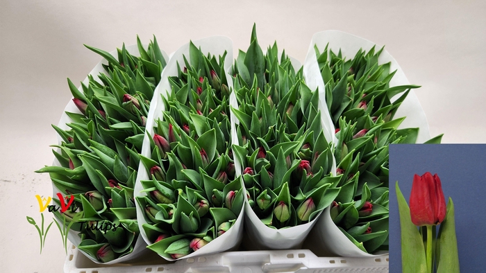 <h4>TU EN SEADOV</h4>