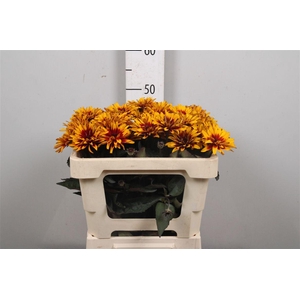 Heliop Yellow Spider