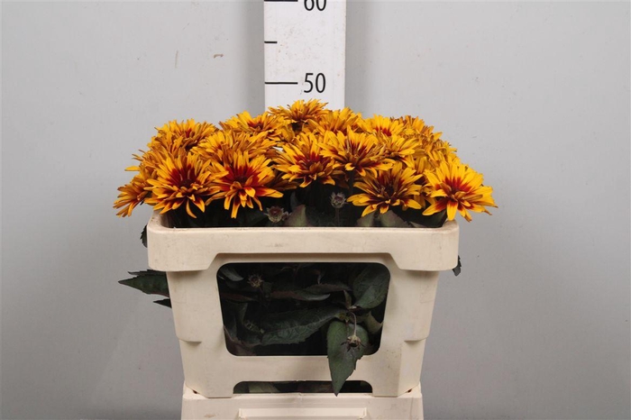 <h4>Heliop Yellow Spider</h4>