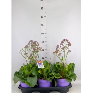 Limonium  'Salt Lake'