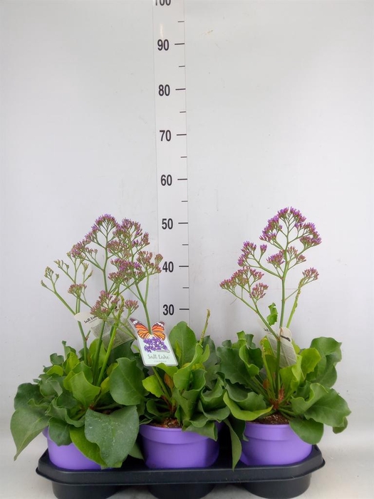 <h4>Limonium  'Salt Lake'</h4>