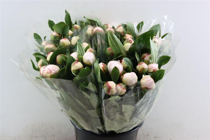 <h4>Paeo L Project X</h4>