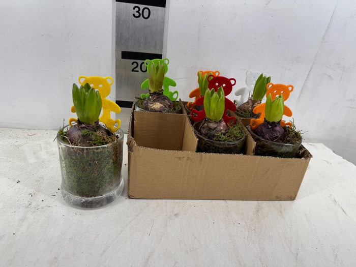 <h4>ARR HYACINTH</h4>