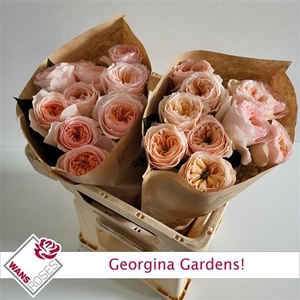 Rosa a grande fleur Georgina Gardens!