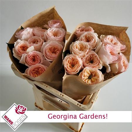 <h4>Rosa a grande fleur Georgina Gardens!</h4>