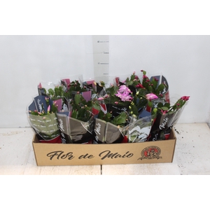 FLOR DE MAIO P11