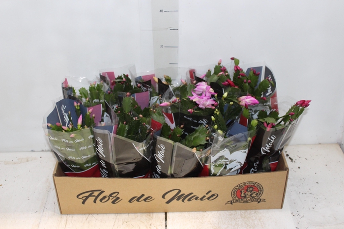 <h4>FLOR DE MAIO P11</h4>