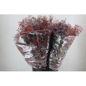 Mimosa Baleana Abs Red P Bunch